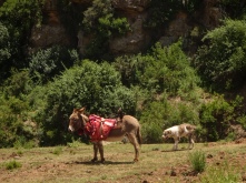 Look closely! The poor donkey is wearing a meat jacket! Gross!